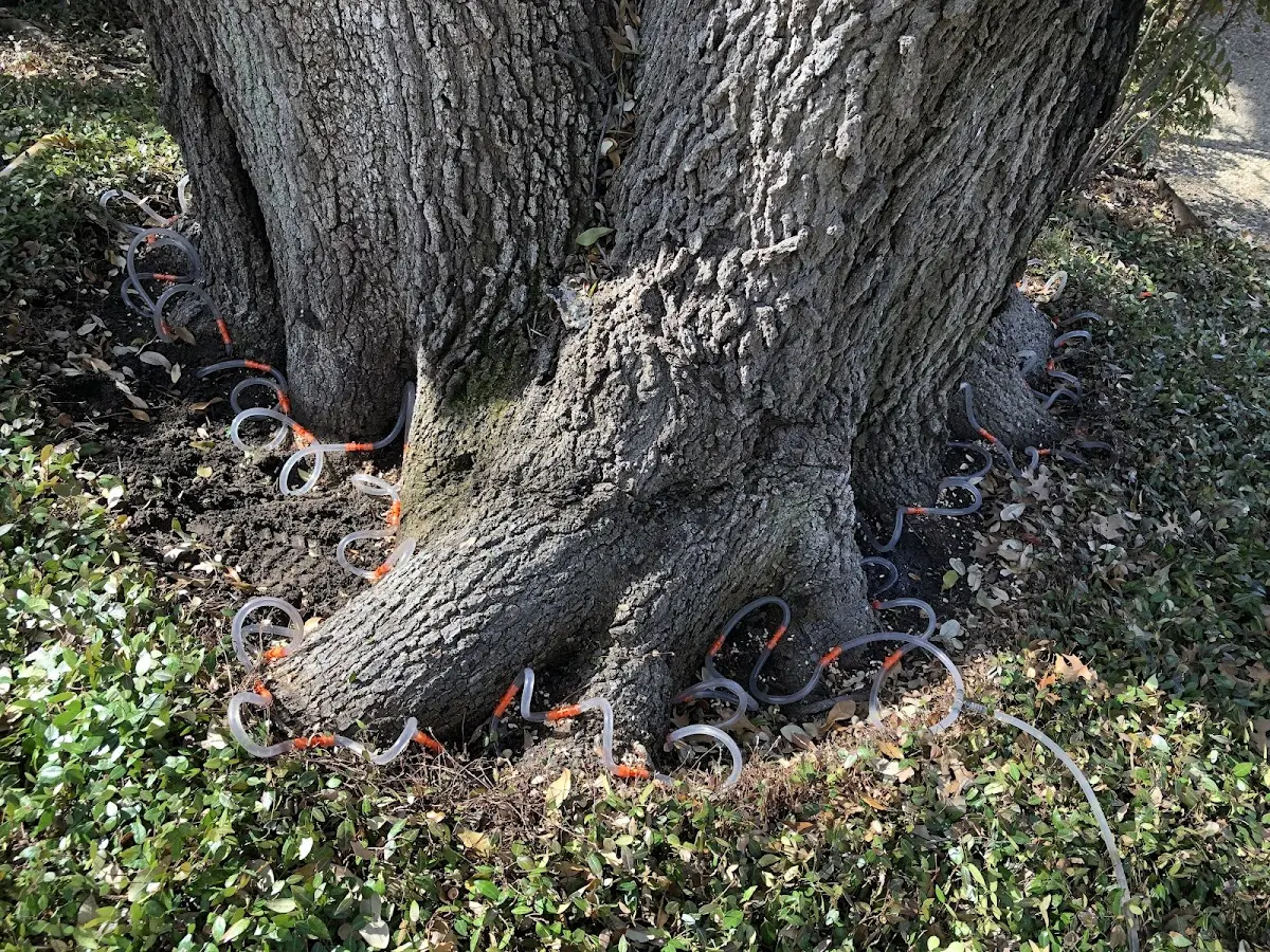 Detailed Tree Cabling and Bracing job site in Somers Point