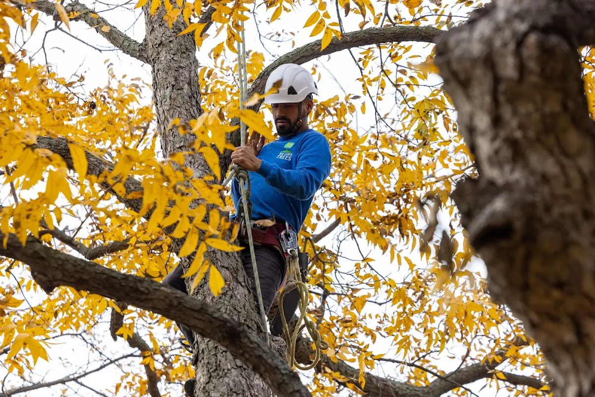 Skilled Tree Planing crew working in Somers Point