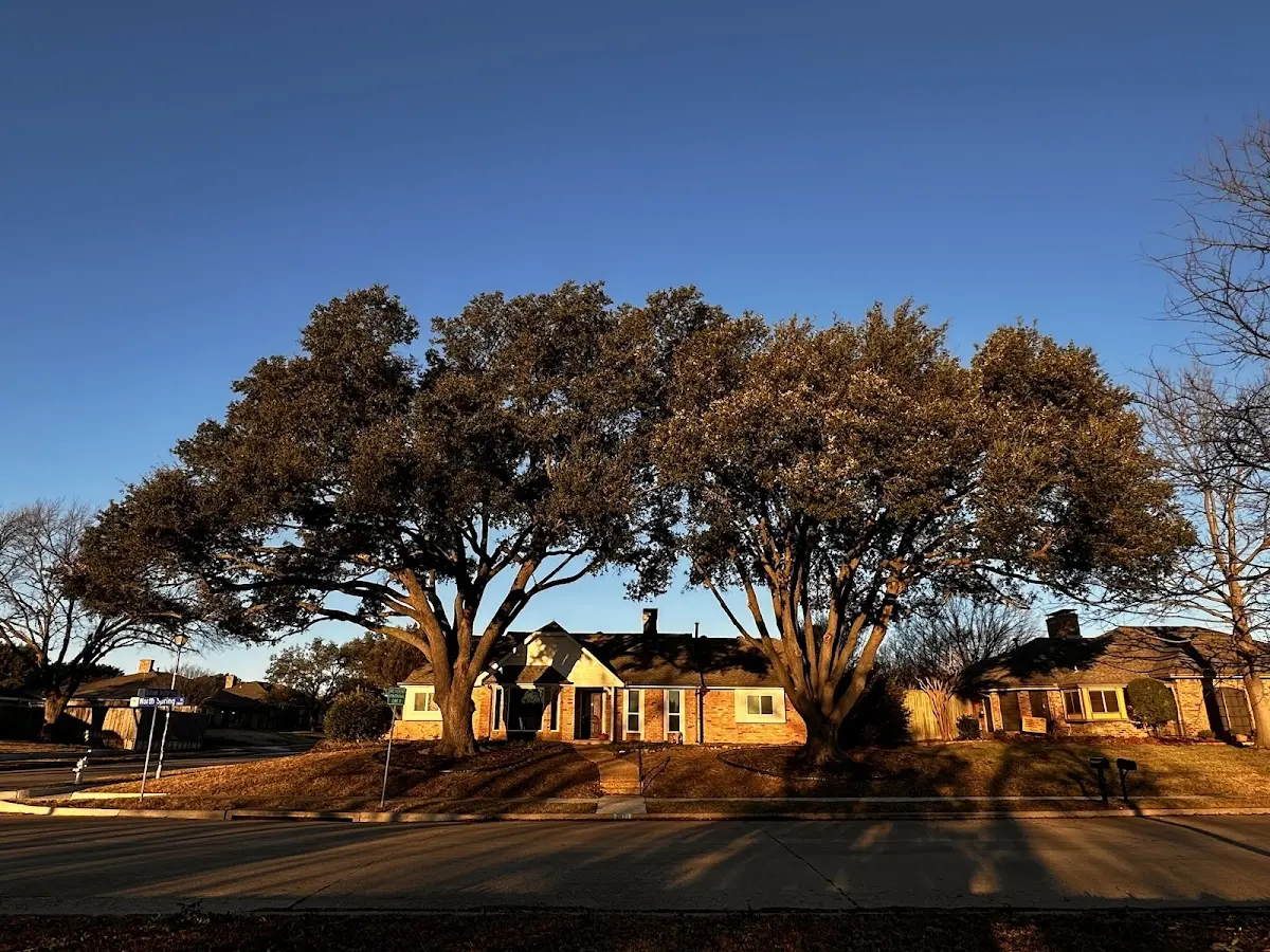 Established residential canopy tree shading a home in Somers Point